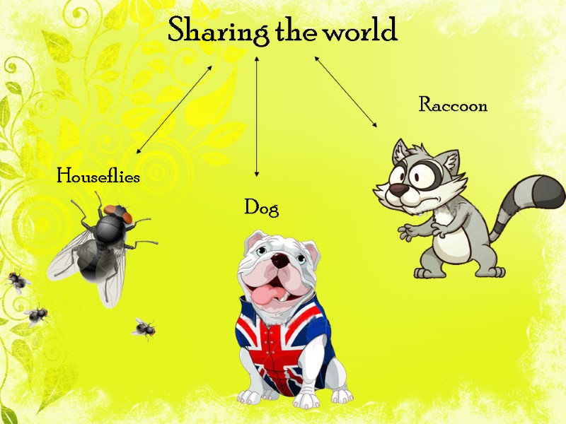 Sharing the world  Houseflies Dog Raccoon